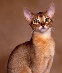 Lucky Pet Brands Abyssinian Cats Oriental Shorthair Cats Cat Breeds