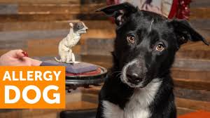 Allergies to pets with fur are common, especially among people who have other allergies or asthma. Believe It Or Not Dogs Can Be Allergic To Humans