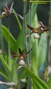 Image result for Eulophia tuberculata