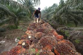 With rising oil prices it is no wonder that there are now so many resources available on how to make biodiesel. Indonesia Pushes Palm Oil Companies To Take Legal Action Against The Eu South China Morning Post
