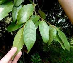 Image result for Ellipanthus