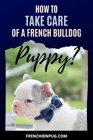 How To Take Care Of A French Bulldog Puppy French Bulldog Funny French Bulldog Quotes Bulldog Quotes