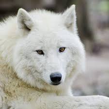 Bernard's wolf was said to have mostly eaten ungulates, like elk, mule  deer, white-tailed deer, and caribou. This extinct species was also…