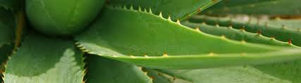 Image result for Aloe carnea