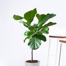 These low maintenance indoor trees can add a pretty punch of green and instant tropical appeal to your home. 17 Best Indoor Trees And Tropical Plants To Grow In Your House Architectural Digest