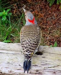Meaning of flicker in english. My Backyard 2 20 12 Northern Flicker Large Brown Woodpeckers With A Gentle Expression And Handsome Black Scal Northern Flicker Flicker Birds And The Bees