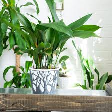 Image result for Aspidistra