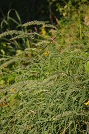 Image result for Thunbergia racemosa