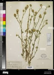 Image result for Centaurea melitensis