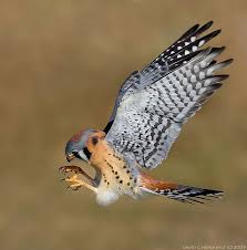 Birds Of Prey Texas Hill Country American Kestrel A Favorite Summer Bird In The Texas Hill Country And My Namesake Or Am I His Falcao Americano Aves Selvagens Passaros Coloridos