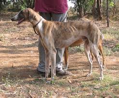 Maybe you would like to learn more about one of these? Mudhol Hound Wikipedia
