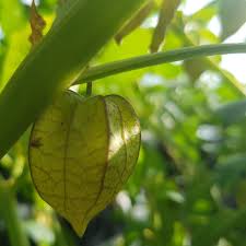 Pemeliharaan 14 hari ditunjukkan pada gambar 3. Mengenal Ciplukan Si Mungil Yang Kaya Manfaat Mongabay Co Id Mongabay Co Id