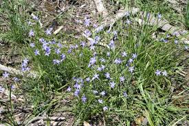 Image result for Wahlenbergia flexuosa