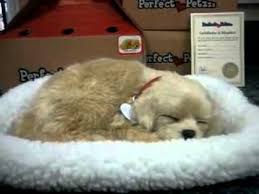 Perfect Petzzz Nefes Alan Oyuncak Hayvanciklar Youtube