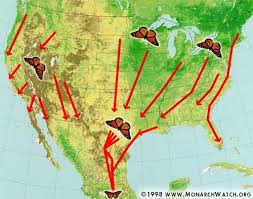 Monarch Watch Migration Tagging Fall Migration Monarch Butterfly Migration Butterfly Migration Monarch Butterfly