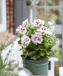 Image result for Pelargonium