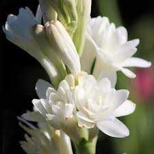 Image result for Polianthes tuberosa