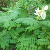 Image result for Abrus melanospermus