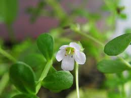 Image result for Bacopa hamiltoniana