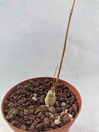 Image result for Raphionacme lanceolata