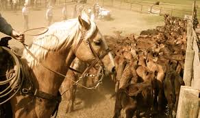 Section 20662 of the food and agricultural code states the proposed brand design must meet the following requirements: Hot Iron Branding Of Cattle And Concerns For Animal Welfare