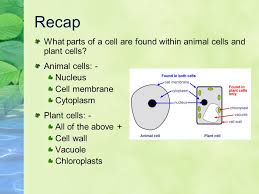 Animal and plant cells functions parts. Cell Adaptation To Know How Animal And Plant Cells Are Adapted For Different Functions D Crowley Ppt Video Online Download