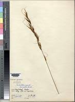 Image result for Tristachya superba