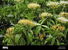 Image result for Tarenna pavettoides