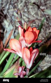 Image result for Tritonia