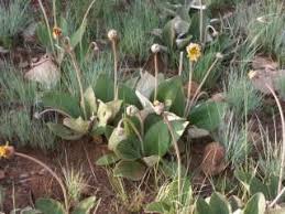 Image result for Haplocarpha scaposa