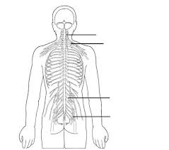 The nervous system connects all your body parts and transmits signals from one part to another. Nervous System Terms To Know Part 1