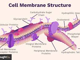 Check spelling or type a new query. Cell Membrane Function And Structure