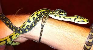 Our main focus here at starpythons is out extensive collection of carpet pythons with color and. A Few Of Cameron S Carpet Python Morphs Reptile Centre