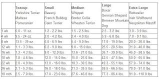 A male labrador retriever will reach a height of 22.5 to 24.5 inches (57.2 to 62.2 cm), and they weigh 60 to 75 pounds (27 to 32 kg). Excellent Free Labrador Retriever Growth Chart Suggestions Puppy Growth Chart Labrador Puppy Growth Chart