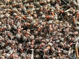 Hausmittel Gegen Ameisen In Haus Und Garten Hausmittel Gegen Ameisen Ameisen Im Garten Haus Und Garten