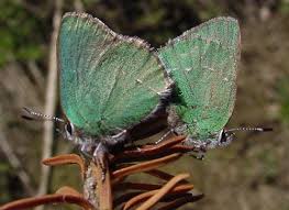 Image result for Liparis harketii