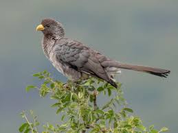 Image result for Ozoroa nigricans