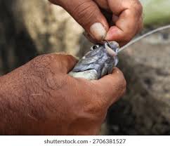 Image result for Fishhook Removal