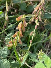 Image result for Rhynchosia