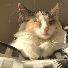 Do Not Delete Captions Http Welovekitties Com Pin Do Not Delete Captions Cats Pretty Cats Animals