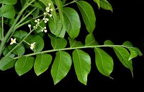 Image result for Clausena