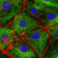 Animal cell culture can define as the type of cell culture where the cell grows and multiplies either in a solid or liquid medium as a cell monolayer or cell suspension respectively to produce the primary cells. Cell Biology Shomu S Biology