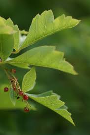 Image result for Searsia dentata