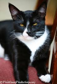 Black And White Cat With Brown Eyes Pixievision Losangelesphotographer Petphotographer Pet Family Photograpy Black Cat White Brown Carpet Pretty Cats White Cats Soft Kitty Warm Kitty