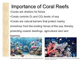 It's an animal not a plant! Arc 344 Human Impacts On Coral Reefs Ertug Cemal Barutoglu Ppt Download