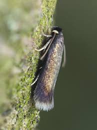 Image result for Stigmella roborella