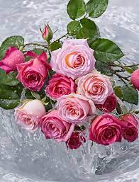 Beautiful flowers for you Good morning 🌹❤ | Facebook
