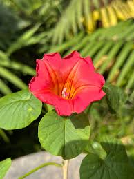 Image result for Stictocardia