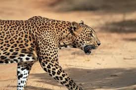 The 10 Most Dangerous Animals In India Animals Dangerous Animals Leopards