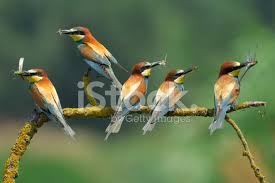 Ari Kusu Merops Apiaster Stok Fotograflari Freeimages Com
